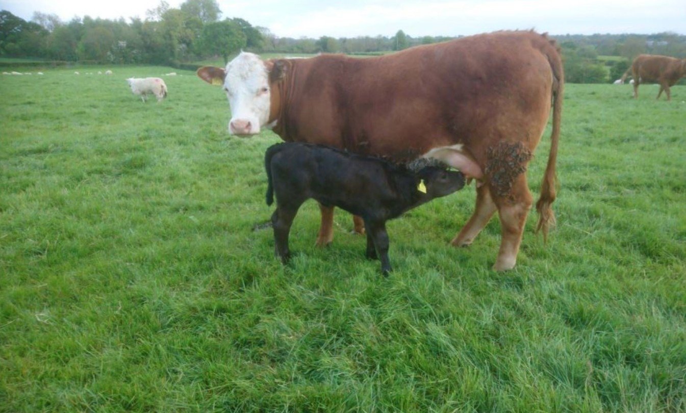 Fertilidade em vacas de corte: como devolver rapidamente o rebanho à concepção