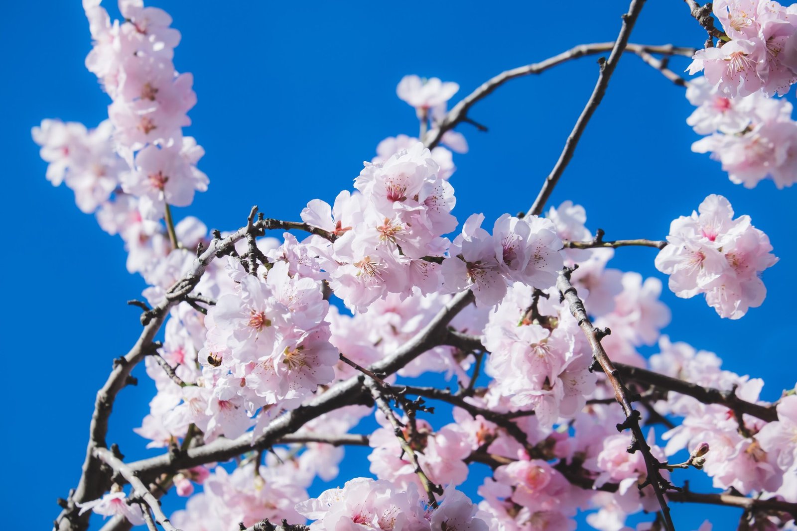 O que devemos fazer no pomar em abril?