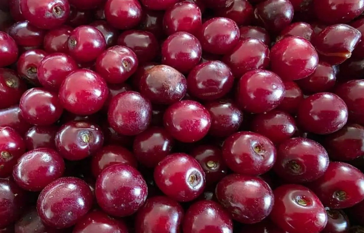 Como plantar ginjas para dar frutos todos os anos