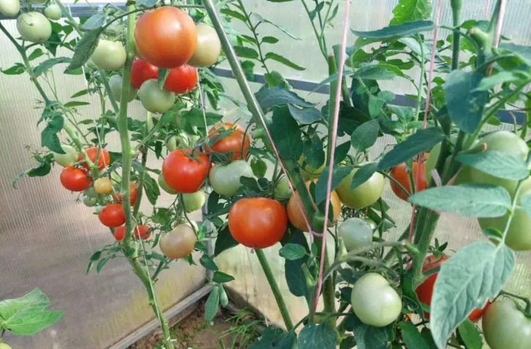 Por que pepinos e tomates na mesma estufa são uma má ideia: o conflito dos microclimas