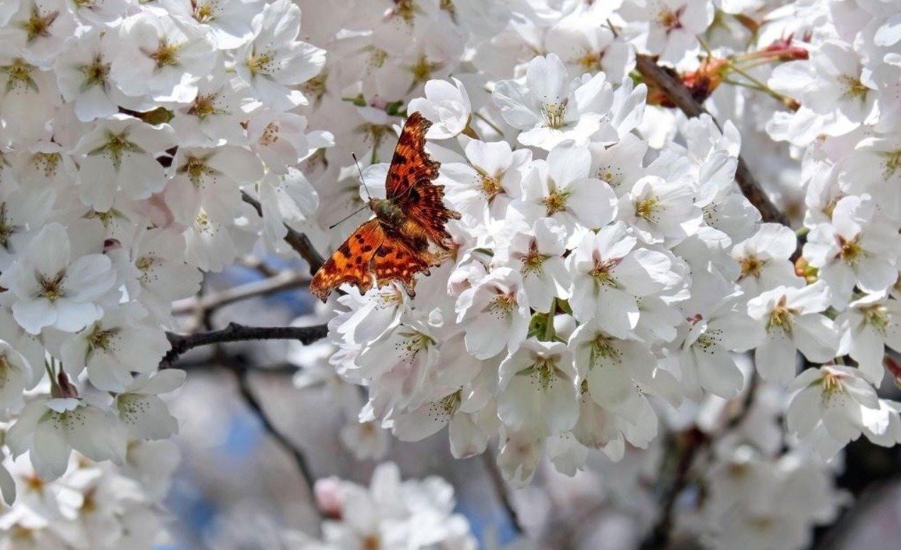 Plante esta árvore no jardim se quiser atrair borboletas e pássaros