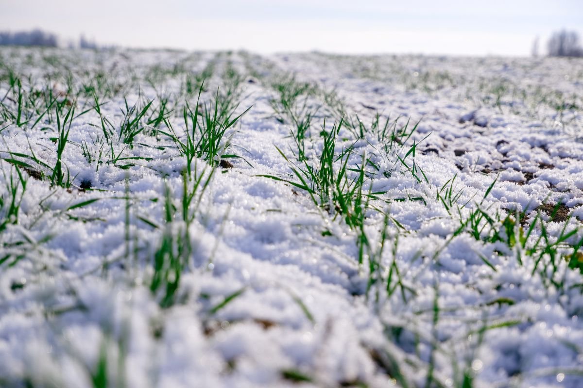 As colheitas sobreviverão às baixas temperaturas? Fatores para um inverno bem-sucedido