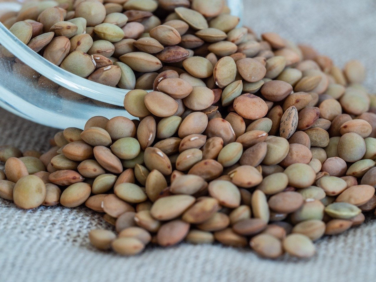 Cultivo de lentilhas – o que você precisa saber