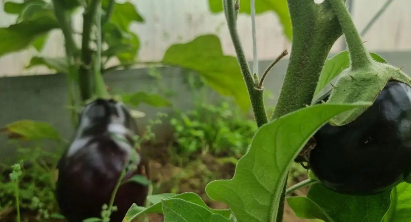 O que plantar depois da berinjela para restaurar o solo