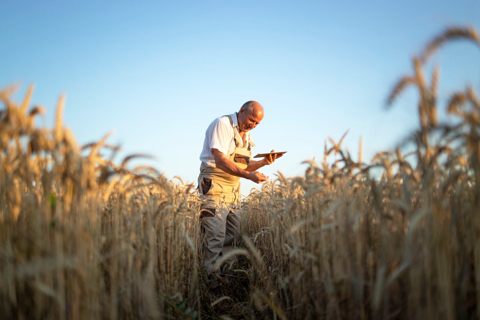 Quais são os 10 erros agrícolas mais comuns?
