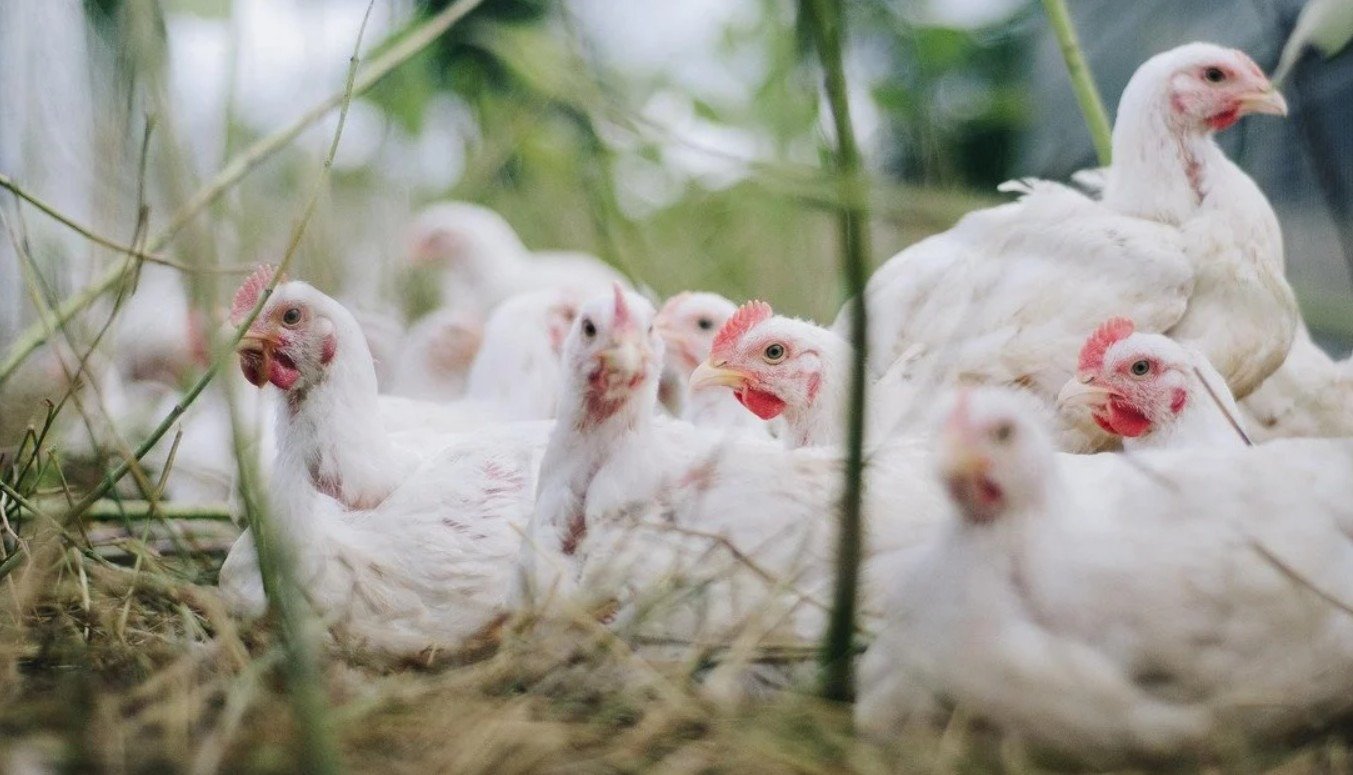 O esterco de pássaros é adequado para árvores frutíferas e como usá-lo corretamente