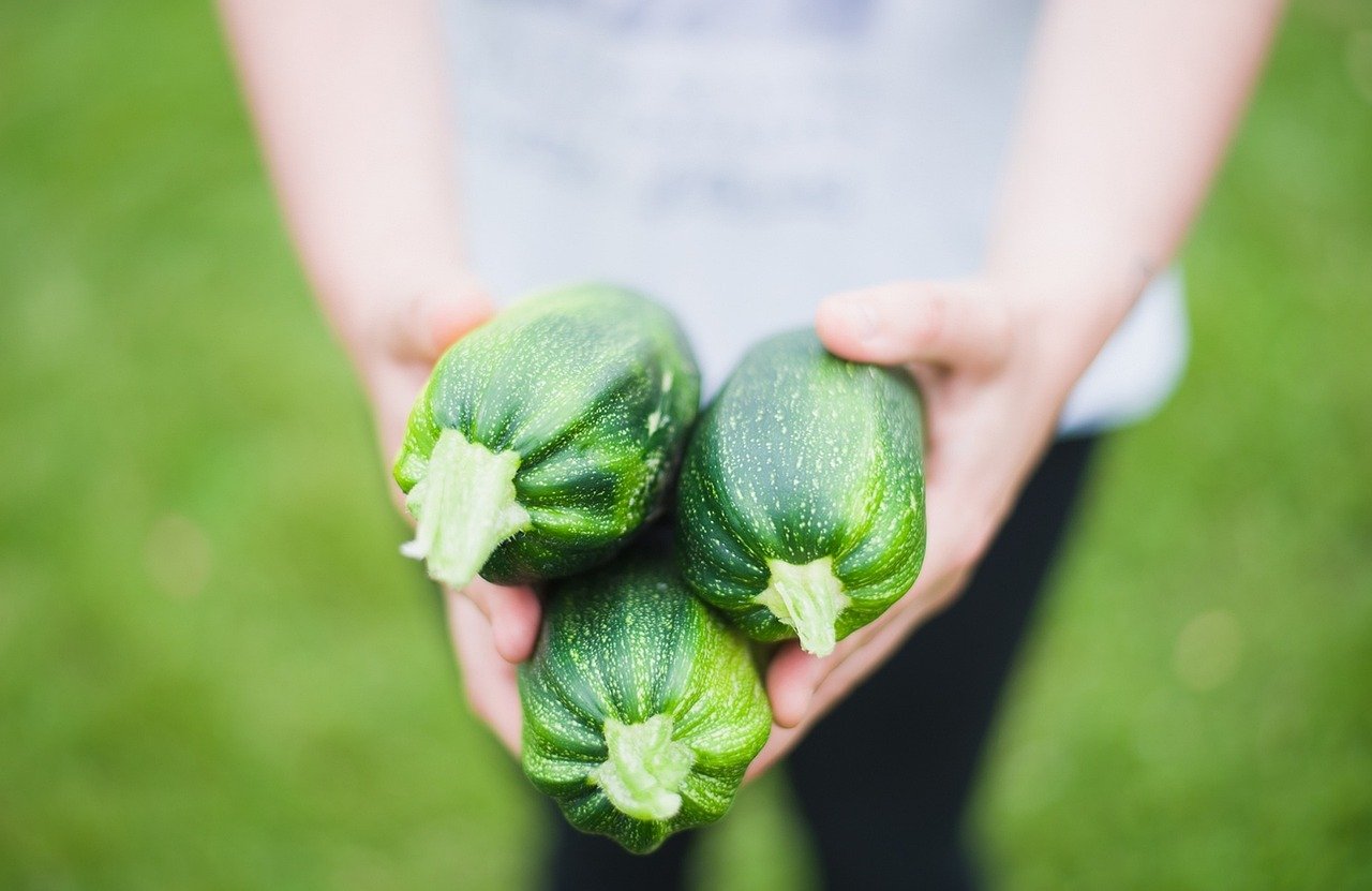 Cultivar abobrinha na horta: o que você precisa saber para uma colheita boa e de qualidade