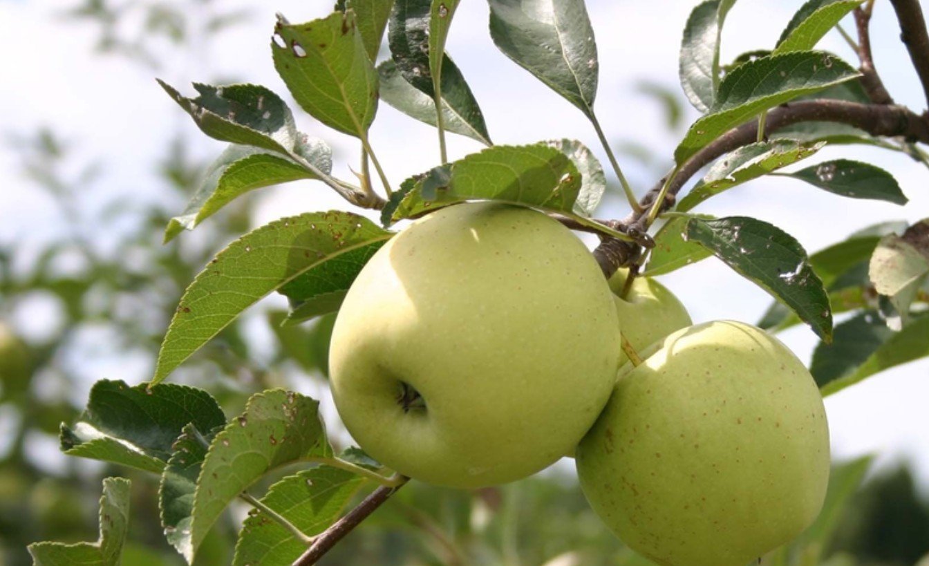 Por que a velha maçã não dá frutos e como resolver o problema