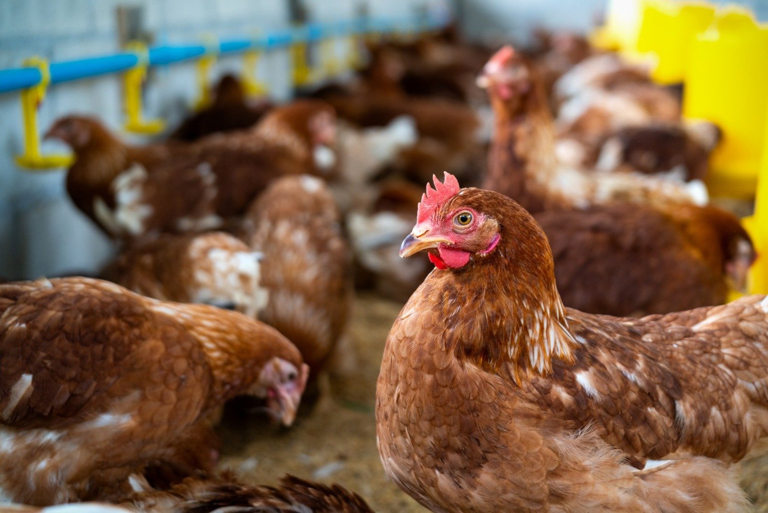 Projeto Kot-Kot transforma galinhas velhas em aliadas dos agricultores